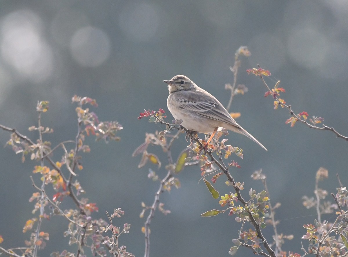 Tawny Pipit - ML648275686