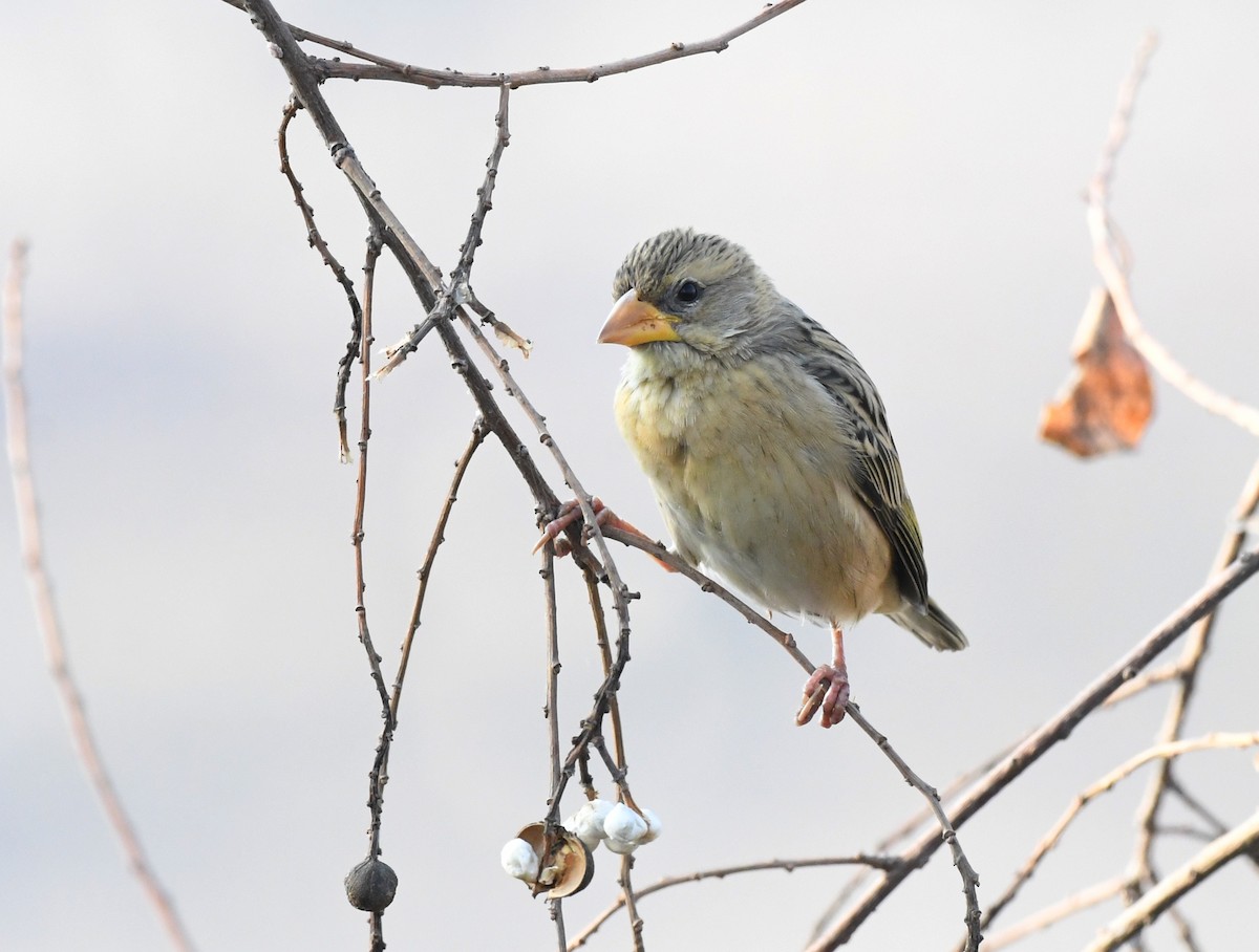 Baya Weaver - ML648276094