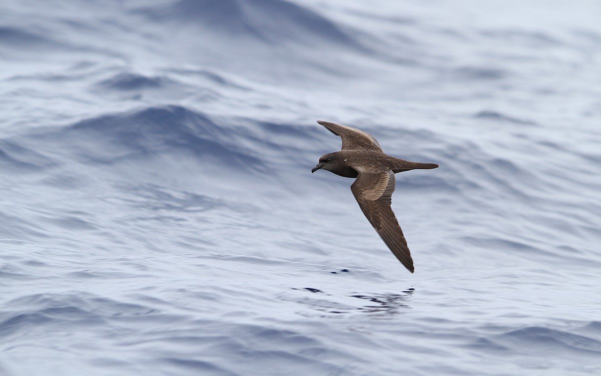 Bulwer's Petrel - Christoph Moning