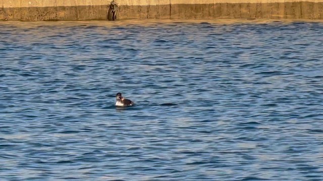 Murgil lepagorria - ML648278127