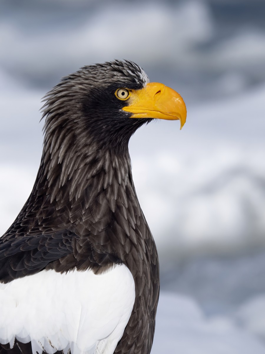 Steller's Sea-Eagle - James Eaton / Birdtour Asia