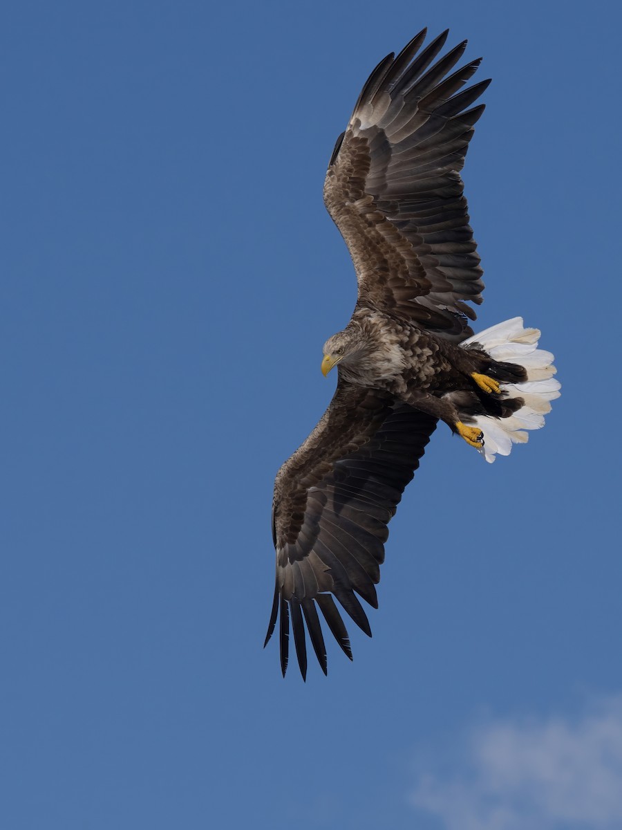 White-tailed Eagle - James Eaton / Birdtour Asia