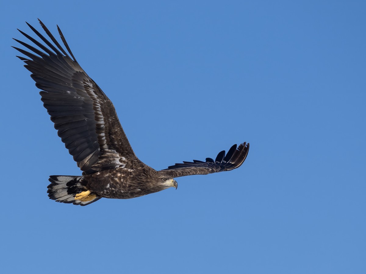 White-tailed Eagle - James Eaton / Birdtour Asia