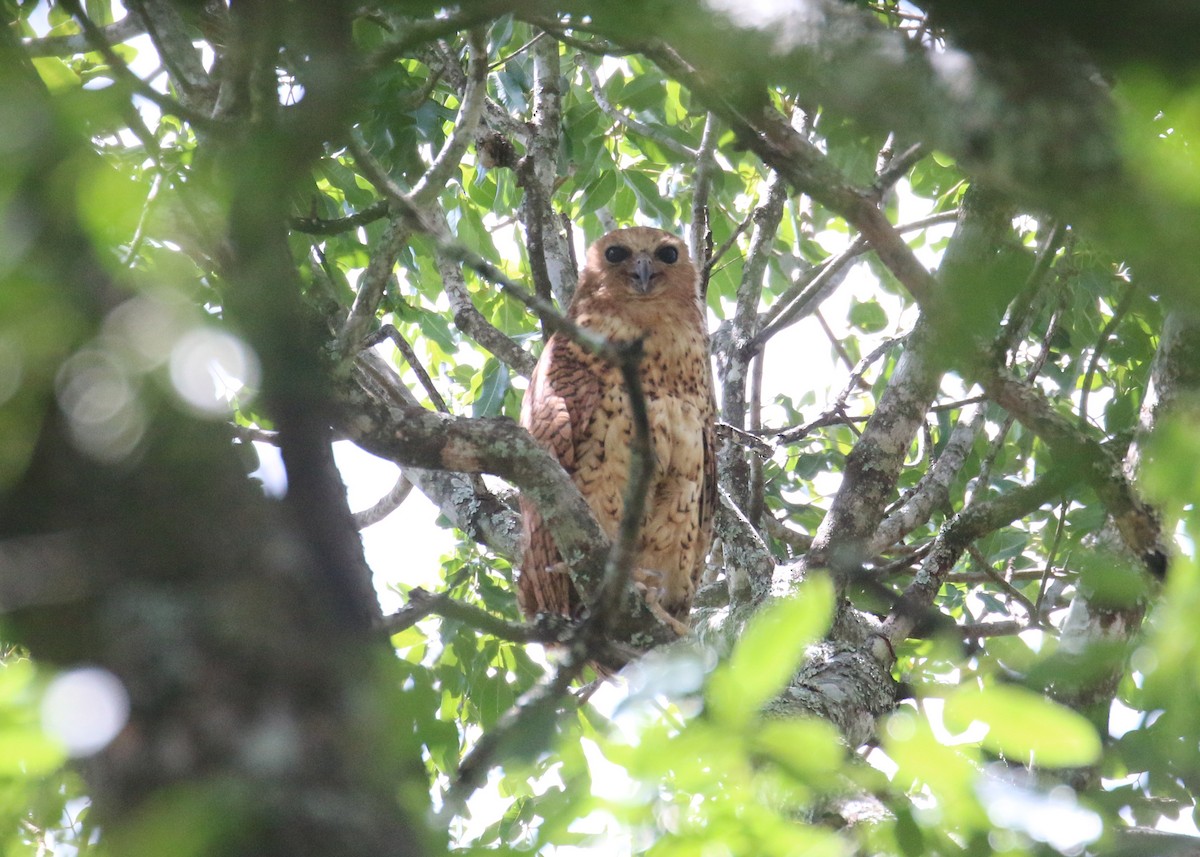 Pel's Fishing-Owl - ML648278889