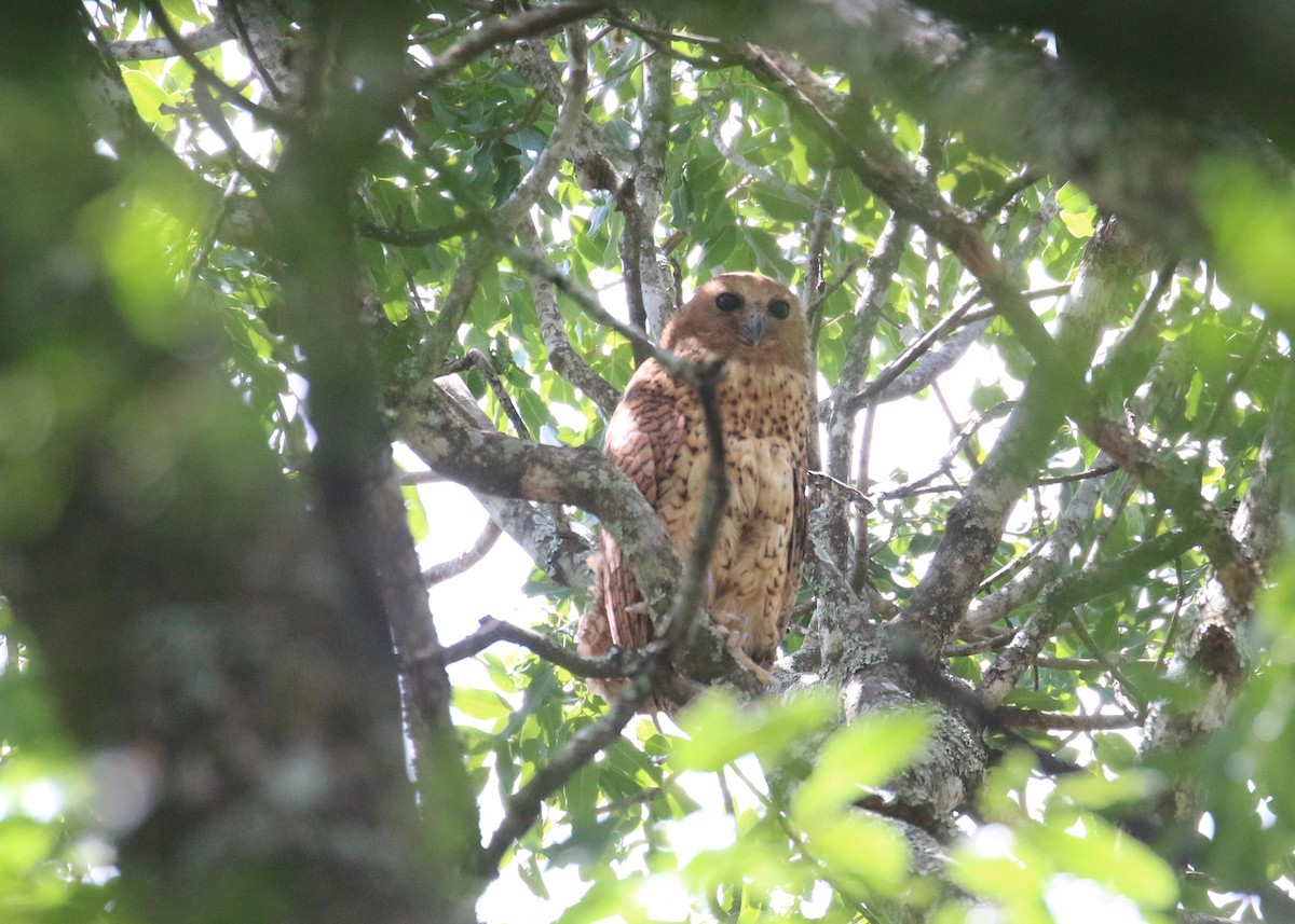 Pel's Fishing-Owl - ML648278891