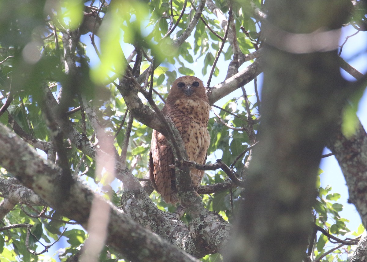 Pel's Fishing-Owl - ML648278892