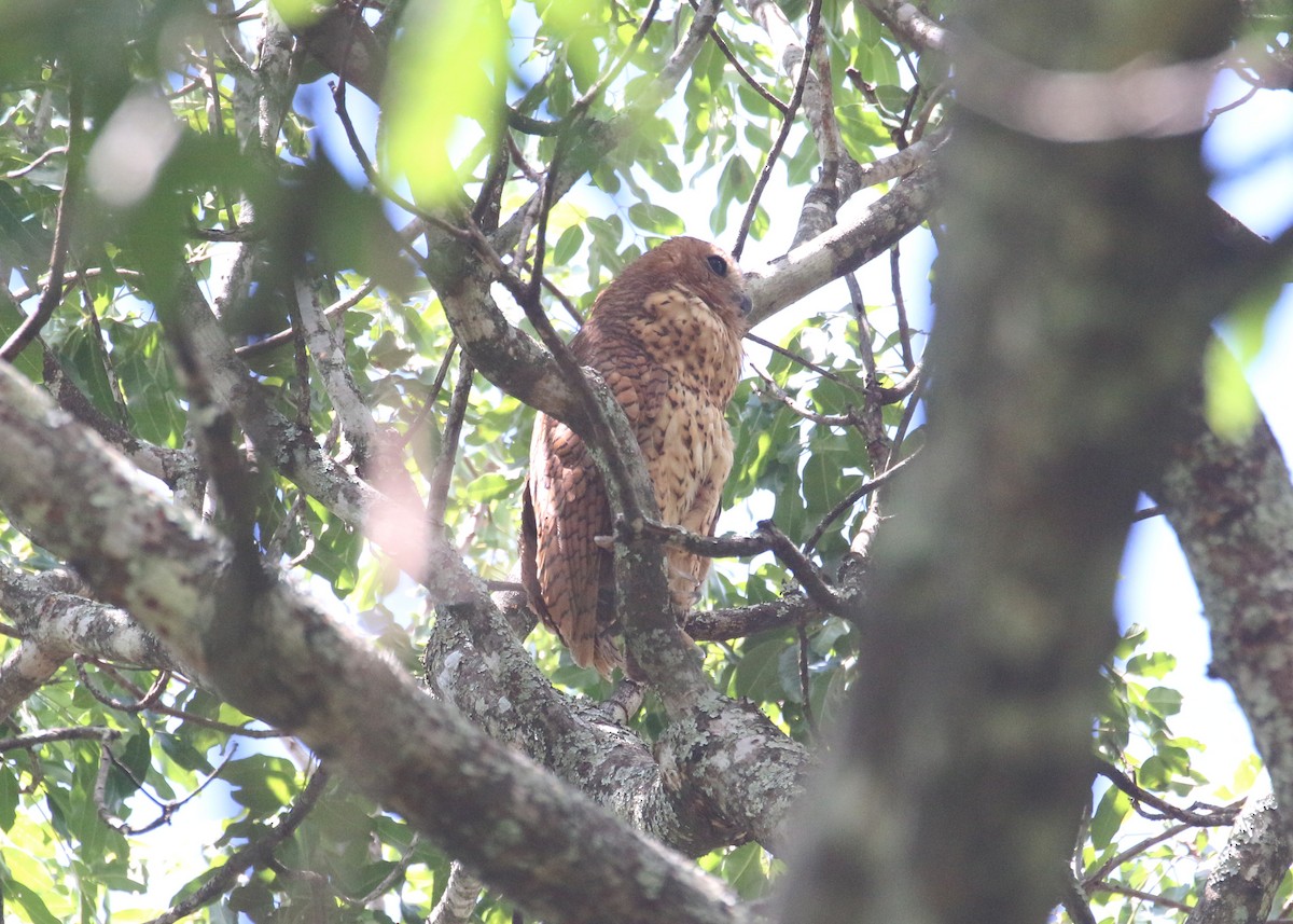 Pel's Fishing-Owl - ML648278893