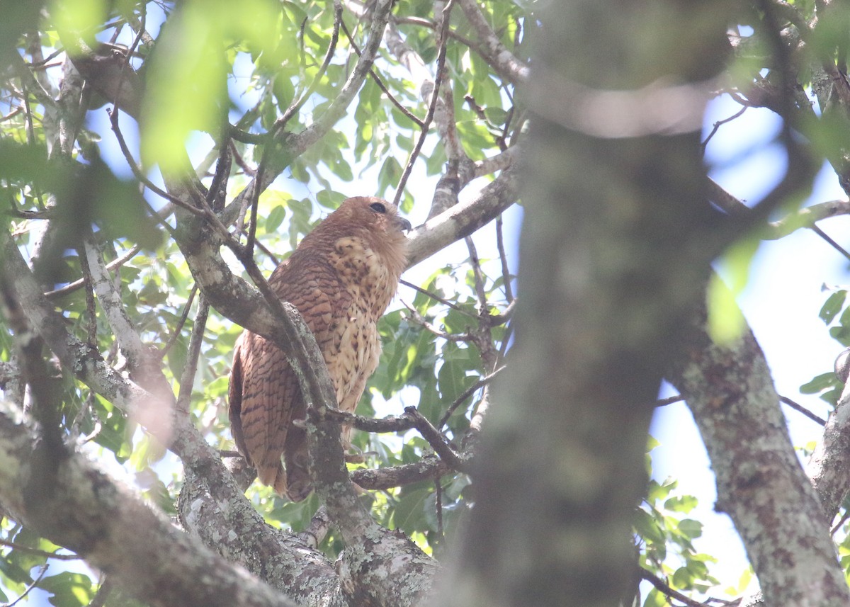 Pel's Fishing-Owl - ML648278894