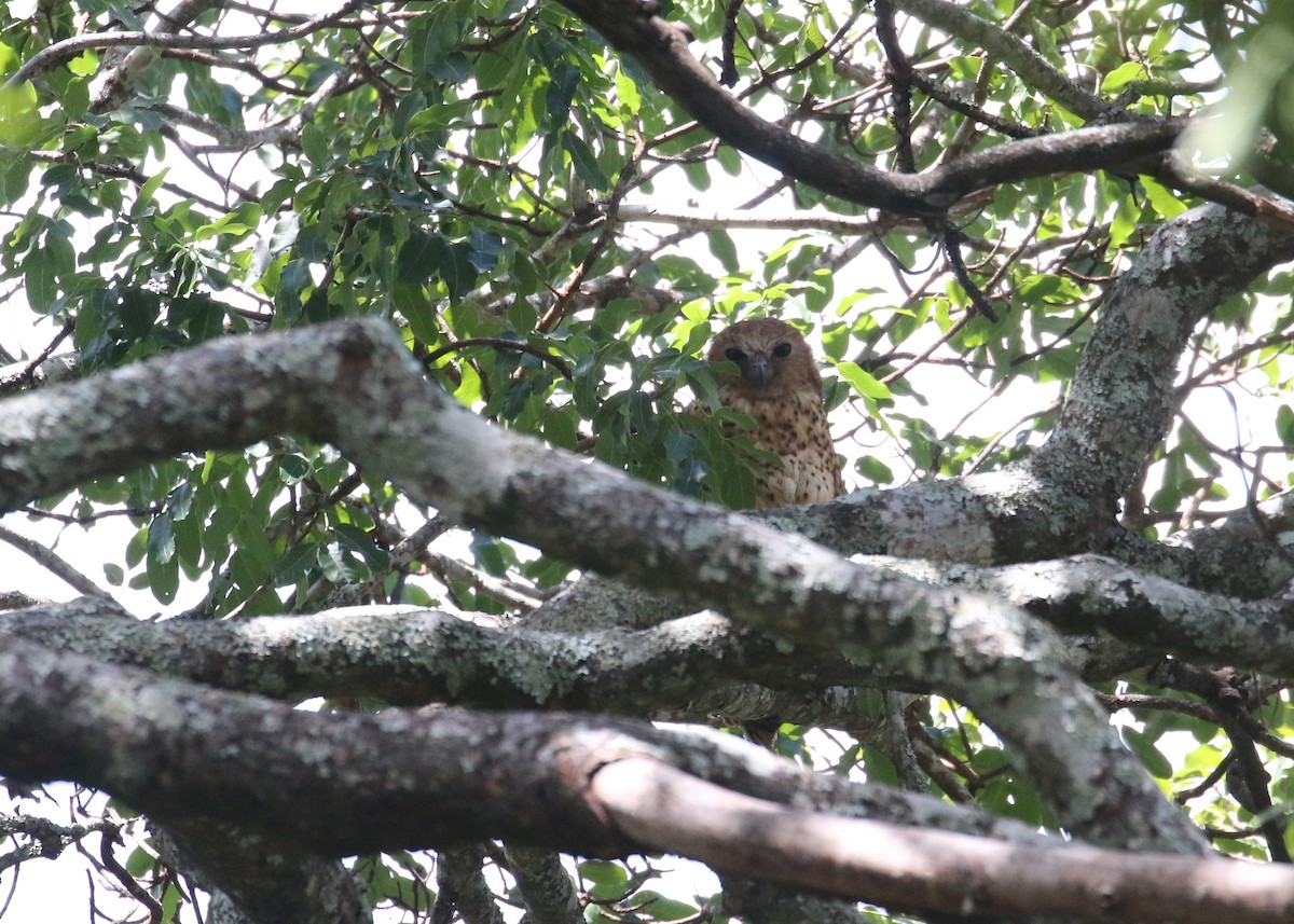 Pel's Fishing-Owl - ML648278895