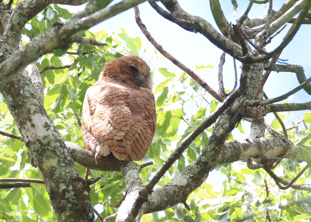 Pel's Fishing-Owl - ML648278898