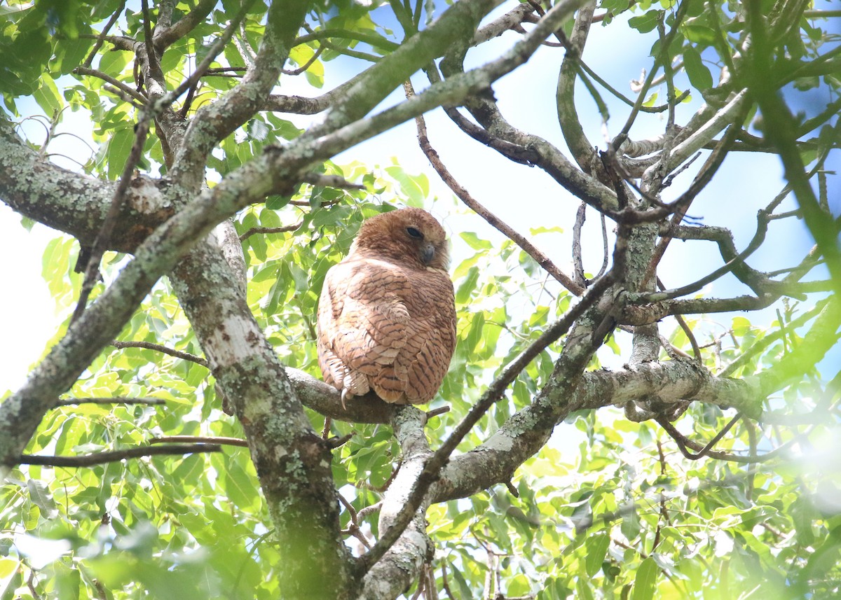 Pel's Fishing-Owl - ML648278899