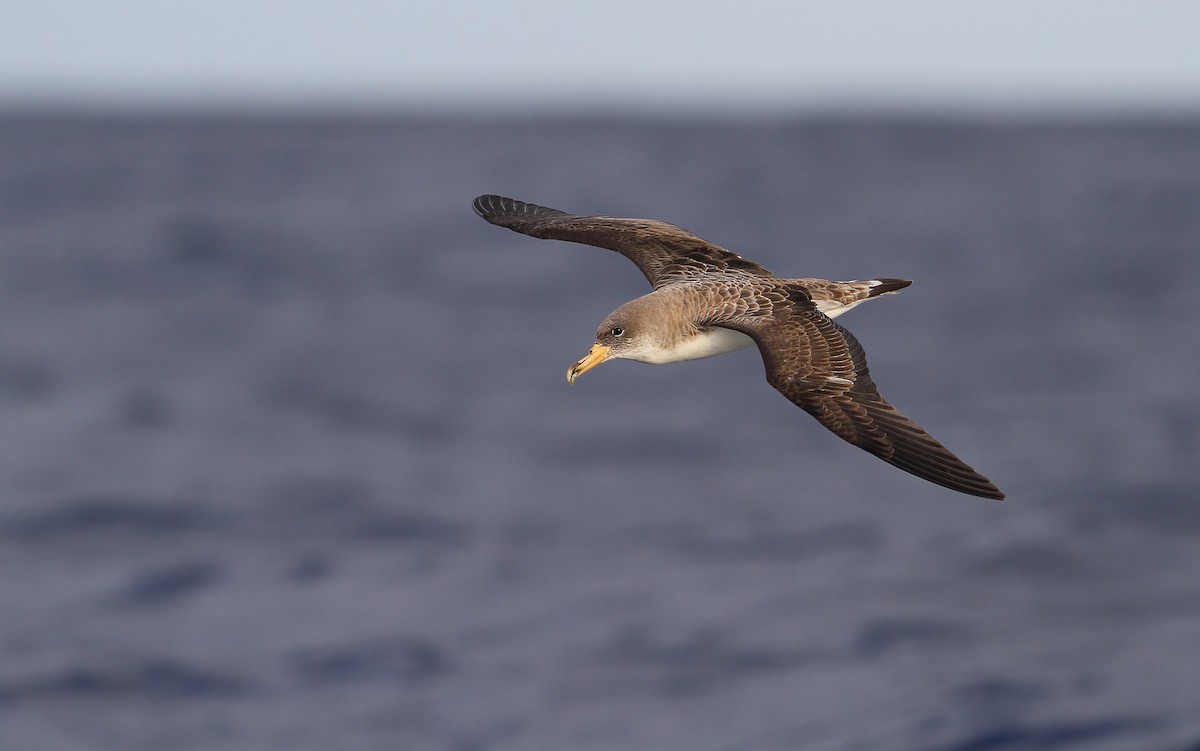 Cory's Shearwater (borealis) - Christoph Moning