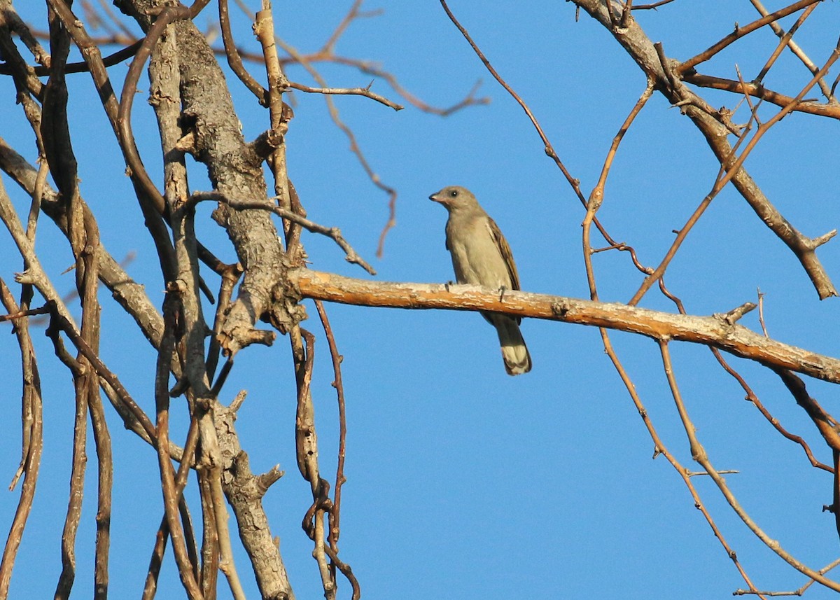 Lesser Honeyguide - ML648279111