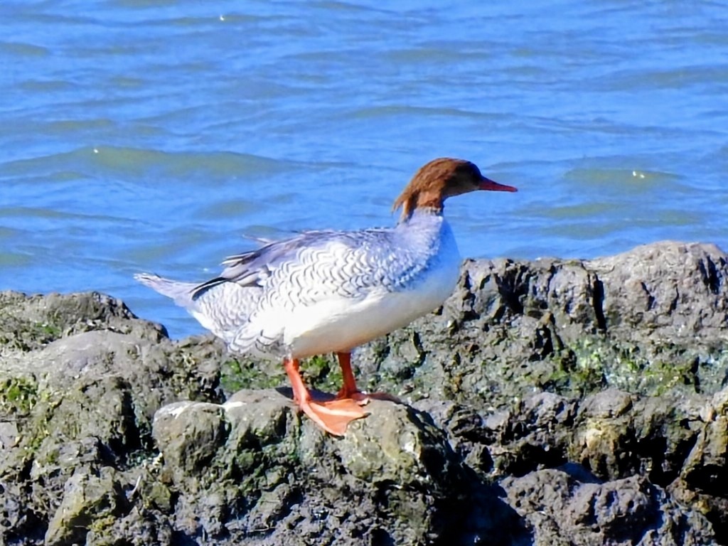 Schuppensäger - ML648279750