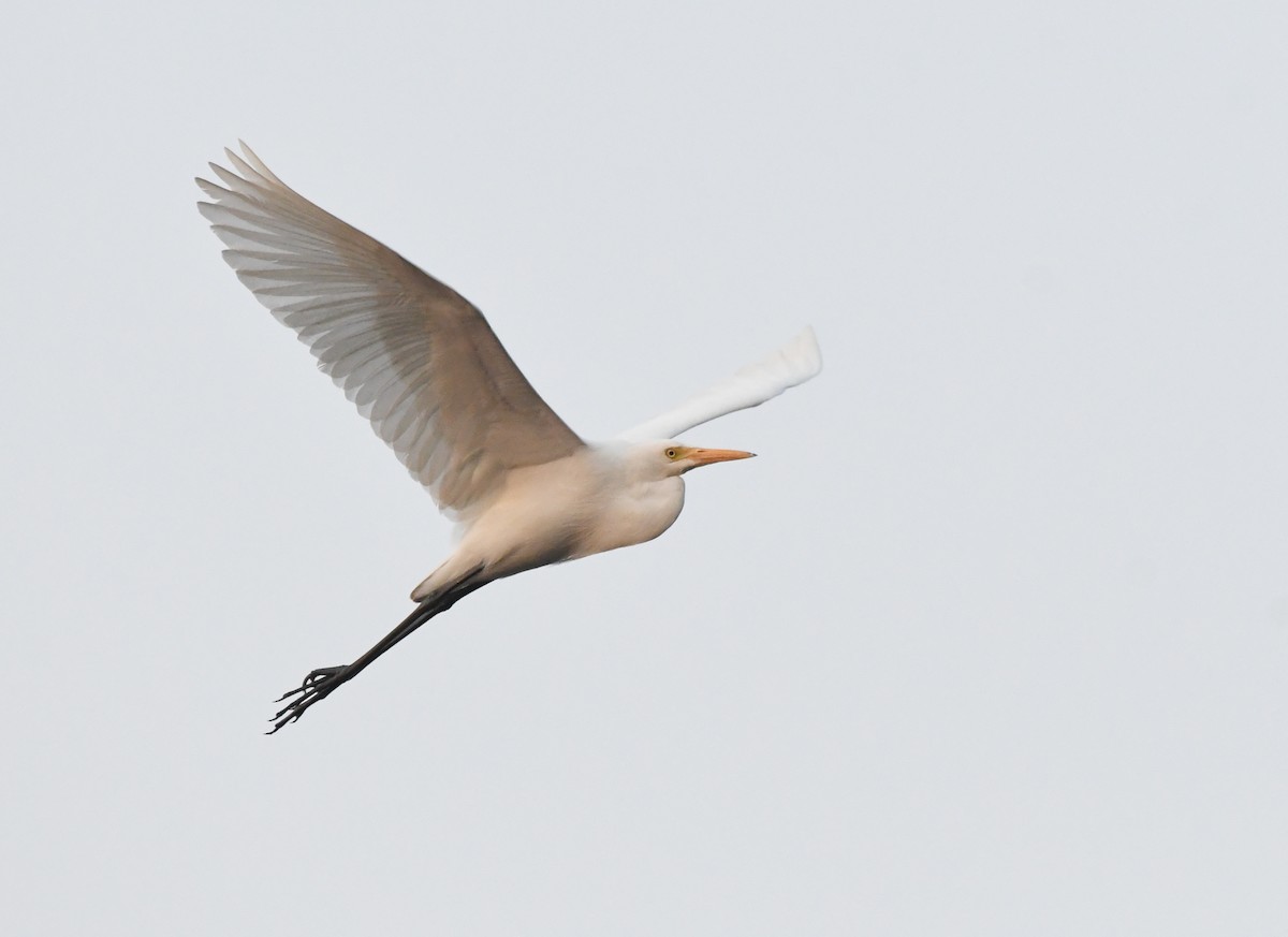 Medium Egret - ML648279786