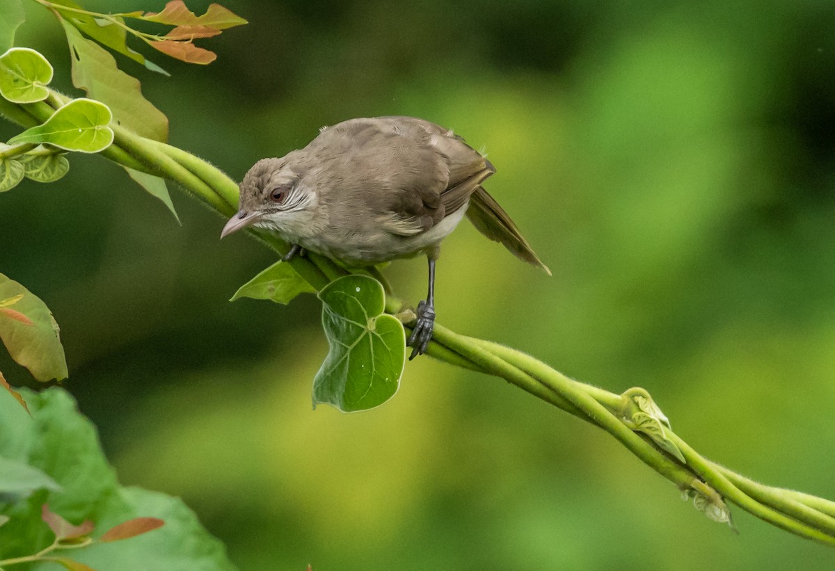 Ayeyarwady Bulbul - ML648279857