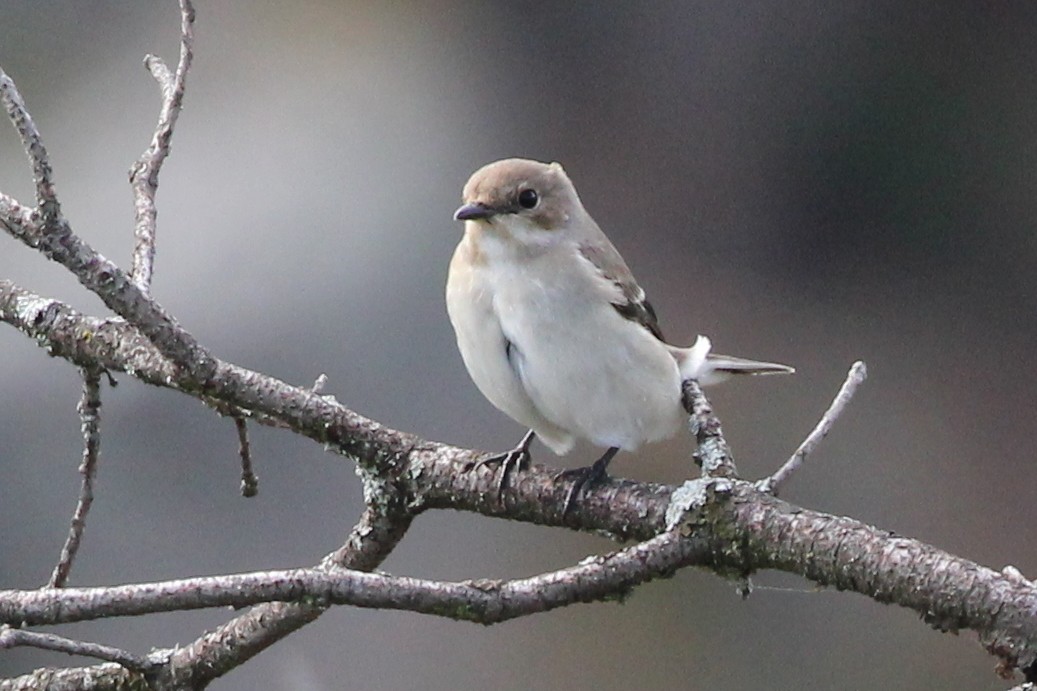 European Pied Flycatcher - ML648279913
