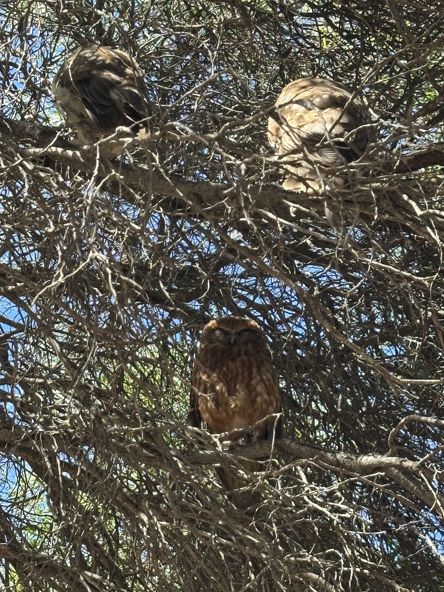 Australian Boobook - ML648280117