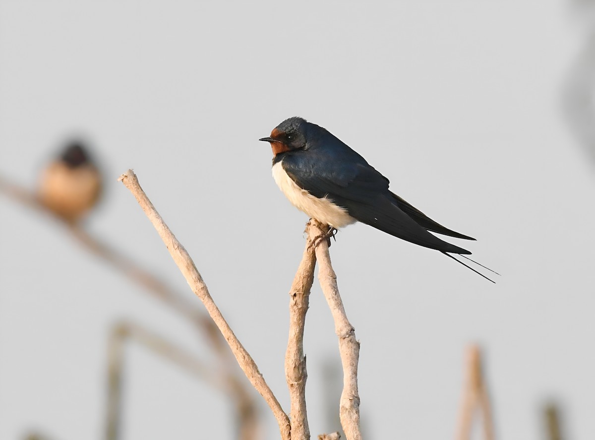 Barn Swallow - ML648280453