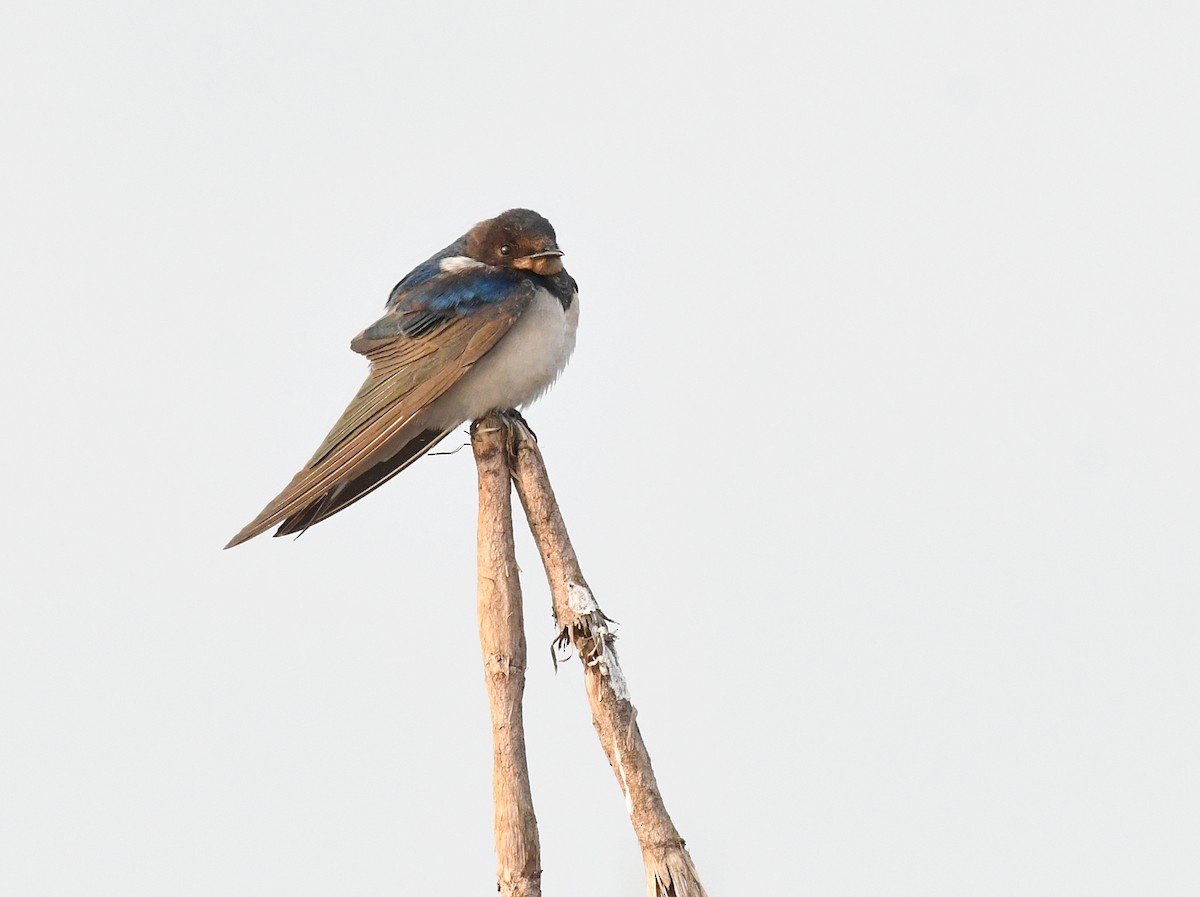Barn Swallow - ML648280467