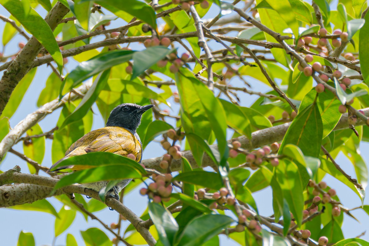 Gri-Mavi Karınlı Arapbülbülü - ML648280556