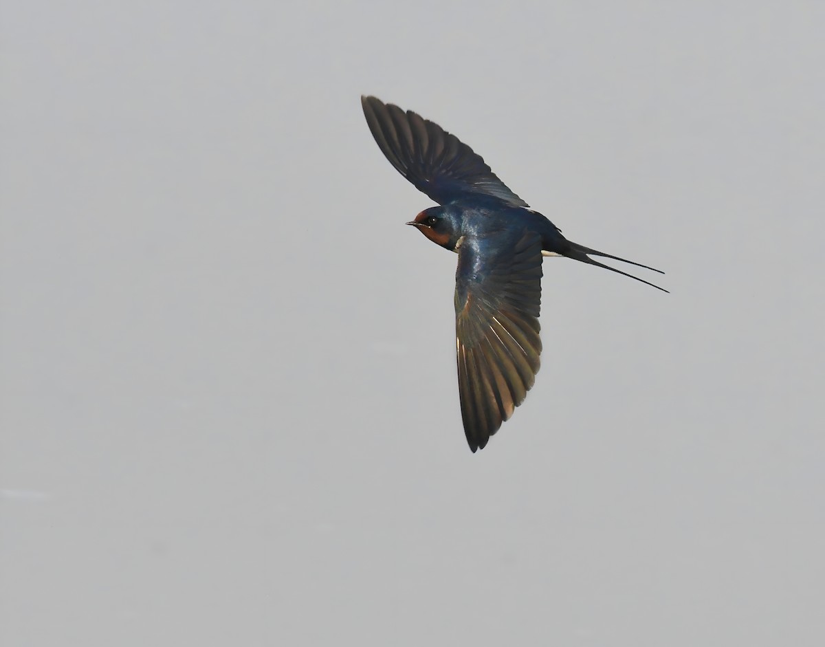 Barn Swallow - ML648280574