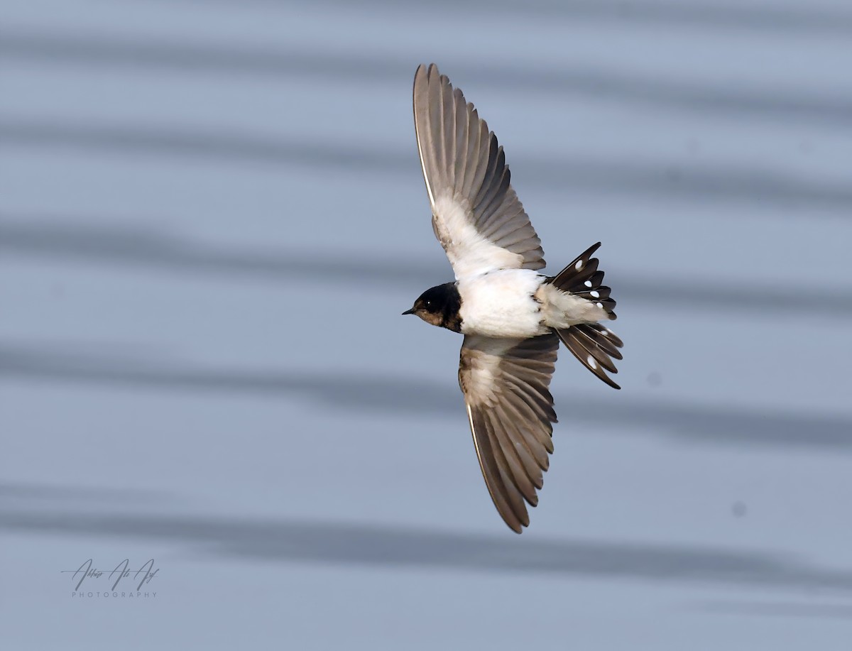 Barn Swallow - ML648280691