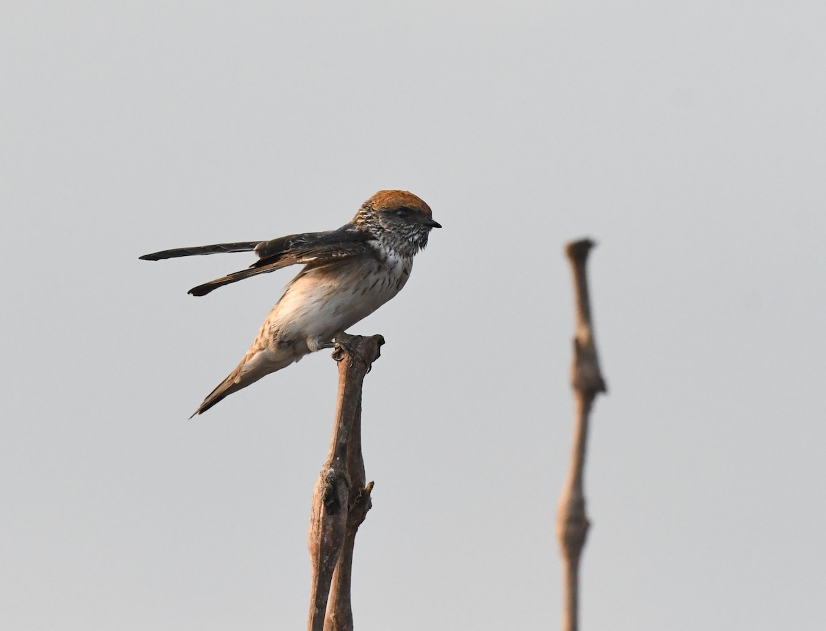 Streak-throated Swallow - ML648280793