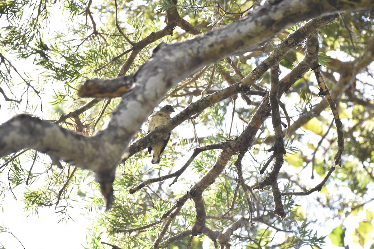 Scaly-throated Honeyguide - ML648280837