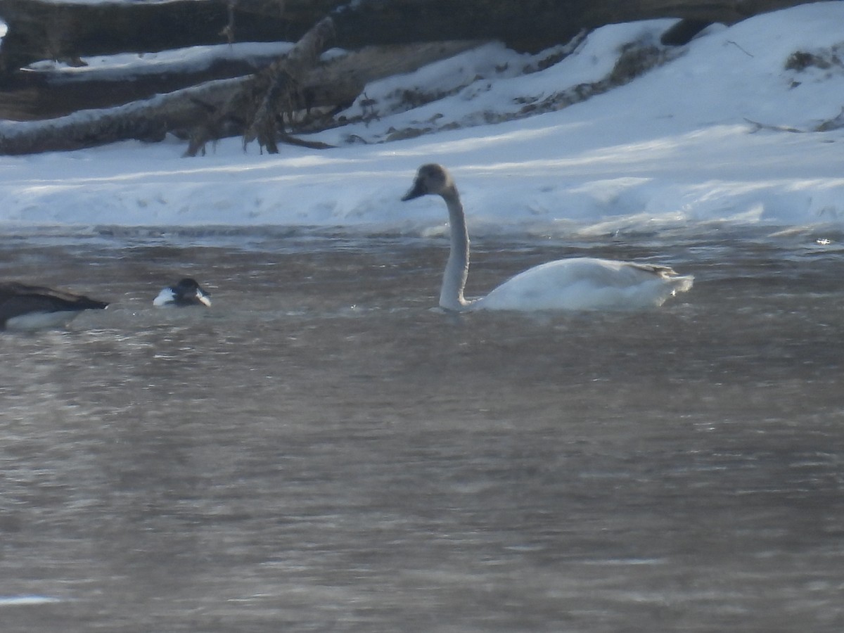 小天鵝 - ML648280889