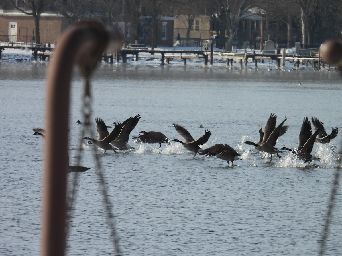 Canada Goose - ML648280906