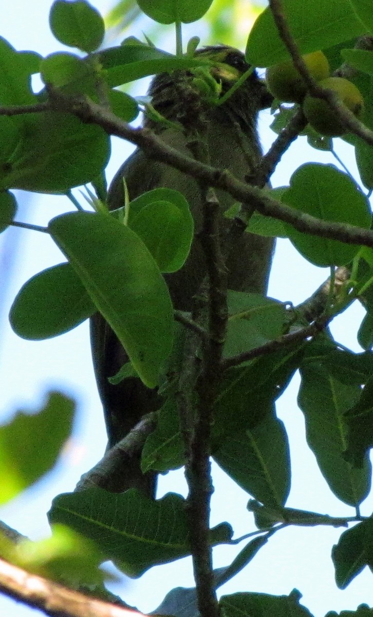 Green Barbet - ML648281327