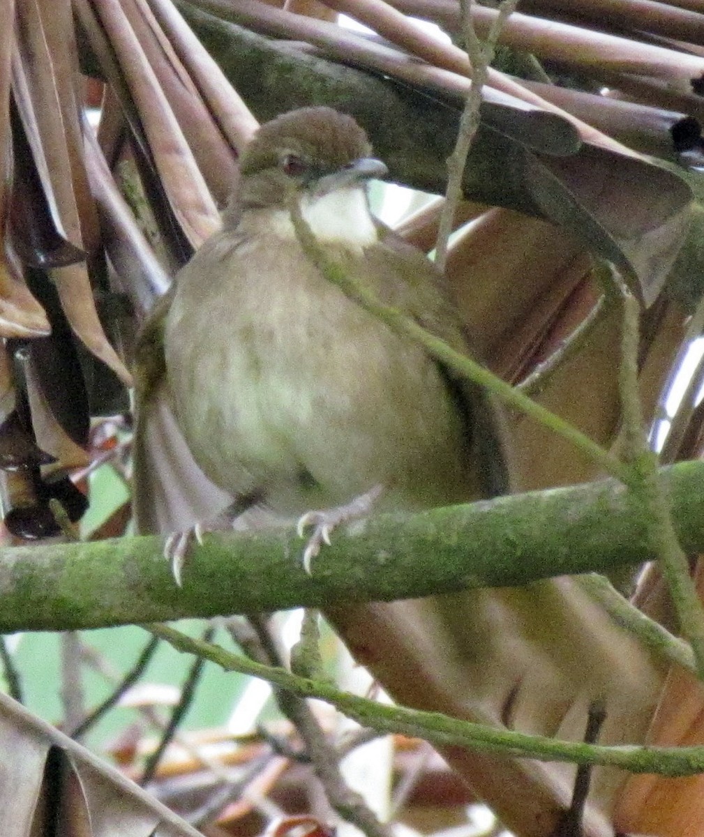 Terrestrial Brownbul - ML648281668