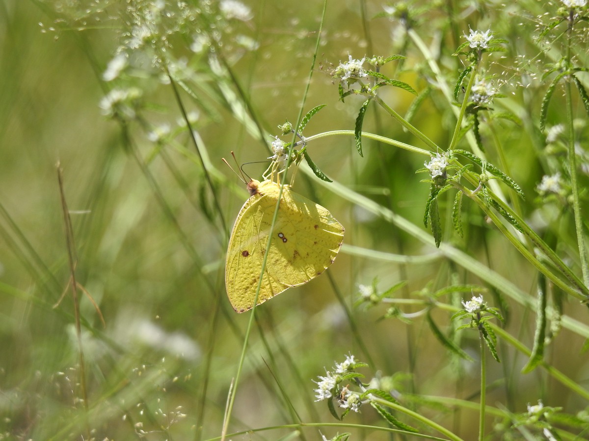 African Migrant - ML648281939