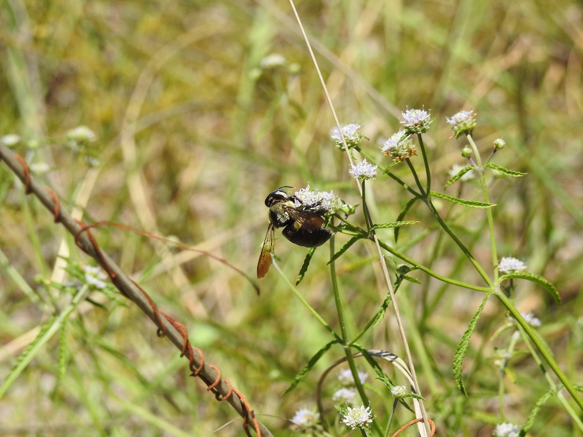 Insects - ML648282060