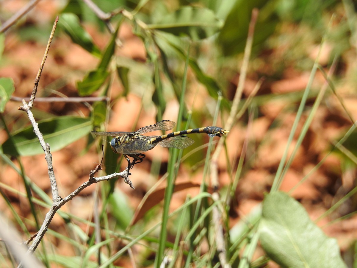 Tigertail - ML648282062