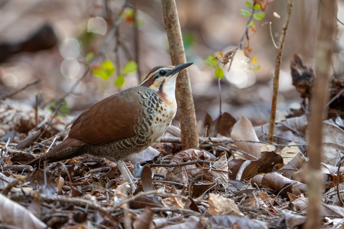 Роутело білогрудий - ML648282070