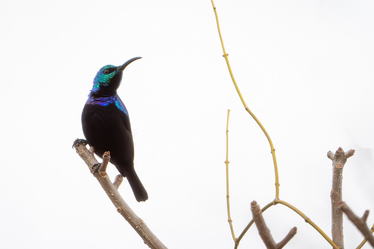 Маріка зелена - ML648282072