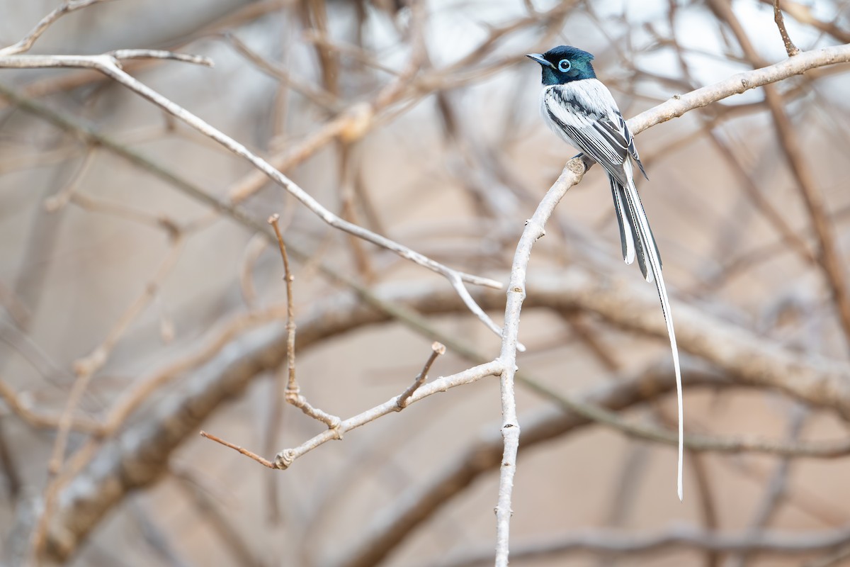 Монарх-довгохвіст мадагаскарський - ML648282073