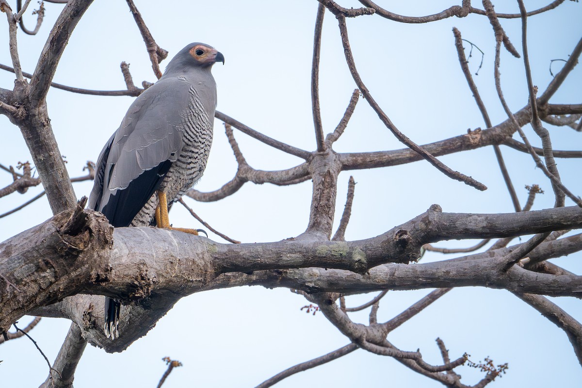 Яструб-сивець мадагаскарський - ML648282074