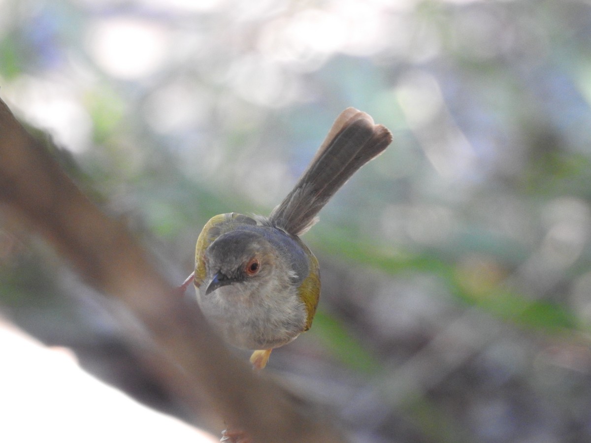Green-backed Camaroptera - ML648282075