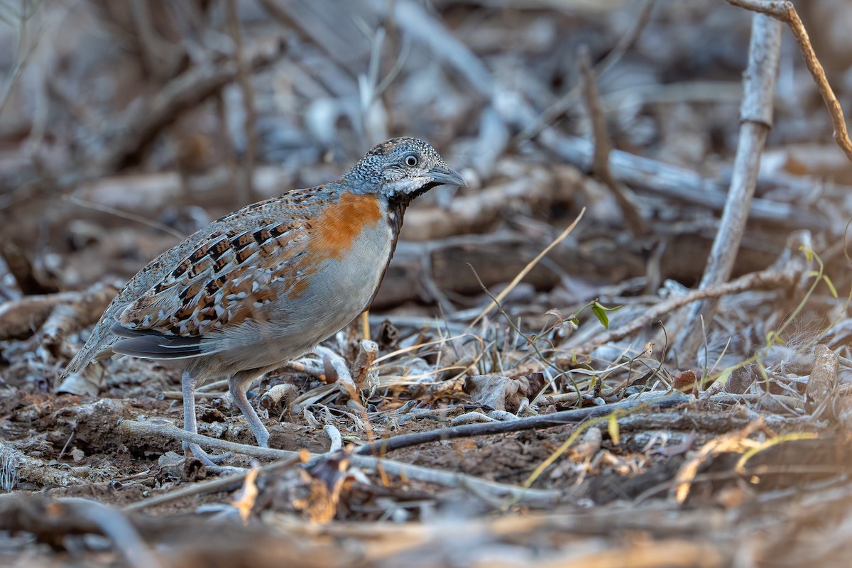 Триперстка мадагаскарська - ML648282076