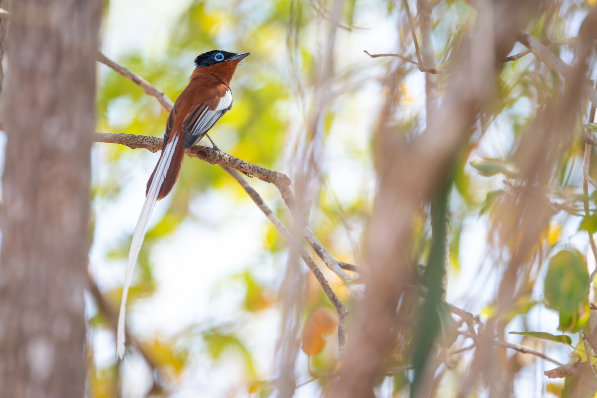Malagasy Paradise-Flycatcher - ML648282114
