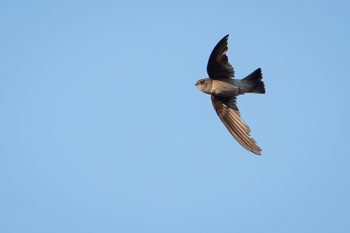 Vencejo Malgache - ML648282116