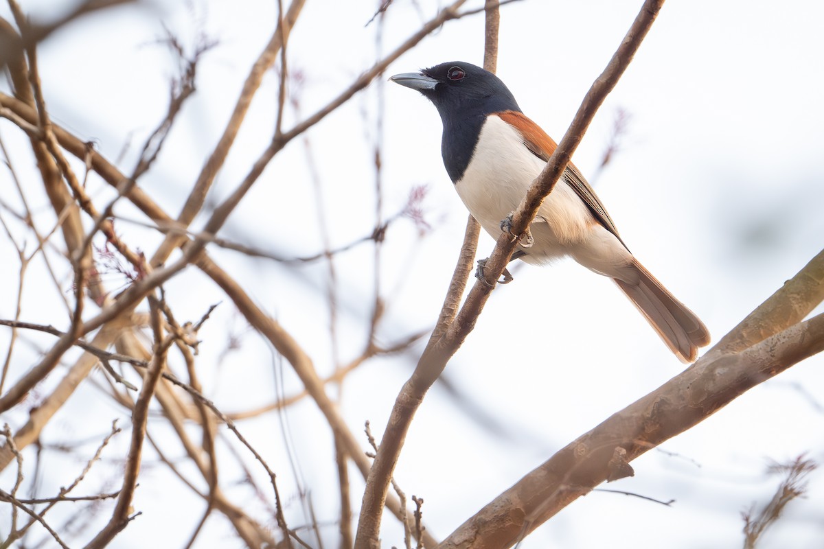 Rufous Vanga - ML648282117