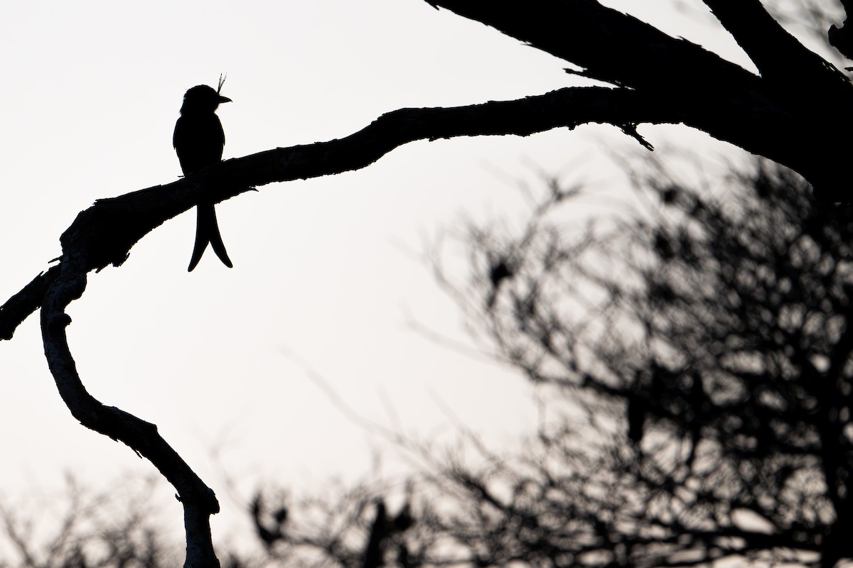 Crested Drongo - ML648282122