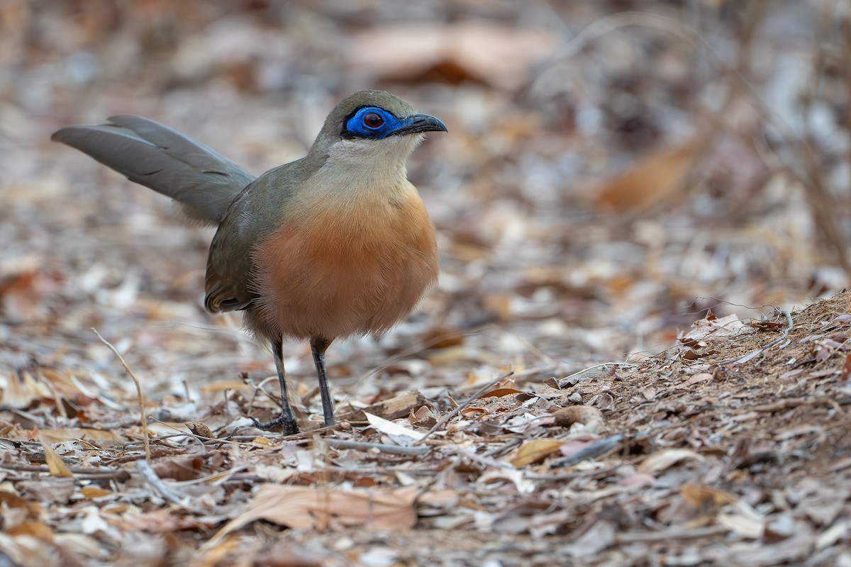 Coquerel's Coua - ML648282156