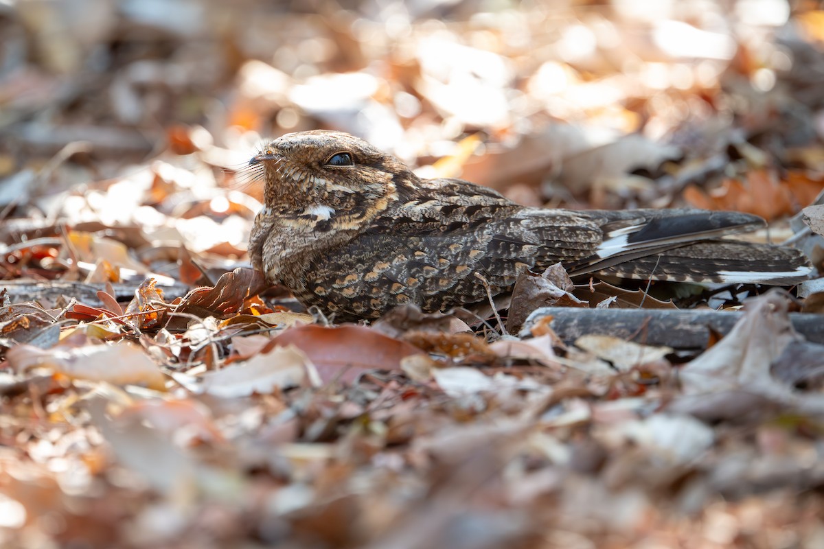 Madagascar Nightjar - ML648282197