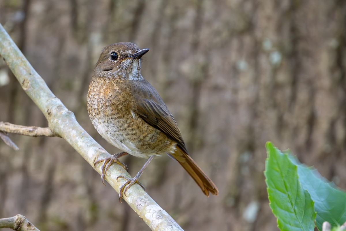 Нагірник амберський - ML648282209