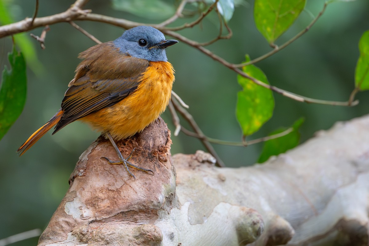 Нагірник амберський - ML648282210